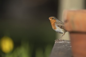 European robin (Erithacus rubecula) adult garden bird in spring, Suffolk, England, United Kingdom