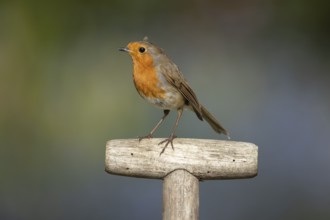 European robin (Erithacus rubecula) adult garden bird on a fork handle in spring, Suffolk, England,