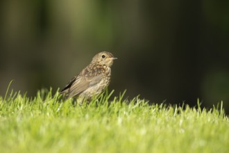 European robin (Erithacus rubecula) juvenile baby garden bird on a grass lawn in spring, Suffolk,