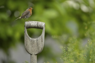 European robin (Erithacus rubecula) adult garden bird on a fork handle in summer, Suffolk, England,