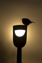European robin (Erithacus rubecula) adult garden bird on a fork handle silhouette at sunrise in