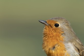 European robin (Erithacus rubecula) adult garden bird singing in spring, Suffolk, England, United