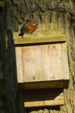 European robin (Erithacus rubecula) adult garden bird on bat box on a tree, England, United Kingdom