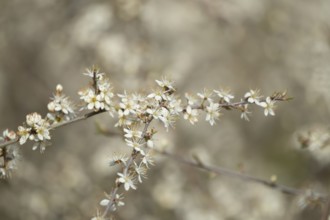 Blackthorn or Sloe (Prunus spinosa) plants bush blossom flowers in a hedgerow in spring, Suffolk,