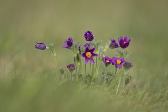 Pasqueflower (Pulsatilla vulgaris) wild plant flowers in grassland in spring, Cambridgeshire,