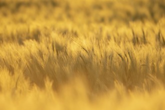 Barley (Hordeum vulgare) farm crop plants backlit in summer before harvest, Suffolk, England,