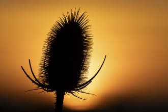 Teasel (Dipsacus fullonum) plant seedhead silhouette at sunset, RSPB Frampton marsh nature reserve,