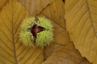 Sweet chestnut (Castanea sativa) tree nut on autumn leaves, England, United Kingdom