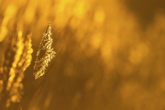 Common reed (Phragmites australis) plant reedbed backlit at sunset, RSPB Minsmere nature reserve,