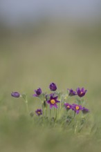 Pasqueflower (Pulsatilla vulgaris) wild plant flowers in grassland in spring, Cambridgeshire,