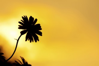 Oxeye daisy (Leucanthemum vulgare) single wildflower flower silhouette at sunset in summer,