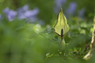 Lords and Ladies (Arum maculatum) arum lily plant wildflower flower in a bluebell wood in spring,