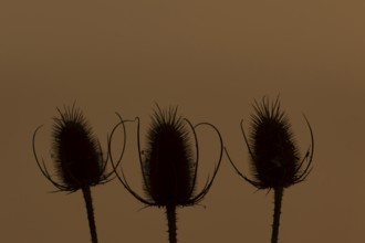 Teasel (Dipsacus fullonum) plant three seedheads silhouette at sunset, RSPB Frampton marsh nature