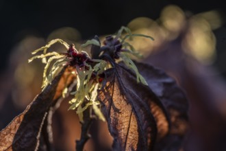 Witch hazel (Hamamelis mollis Pallida), Emsland, Lower Saxony, Germany