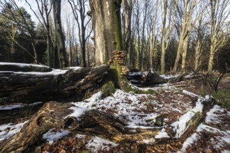Deadwood in winter beech forest (Fagus sylvatica), Emsland, Lower Saxony, Germany