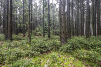 Coniferous forest (Picea abies), Emsland, Lower Saxony, Germany