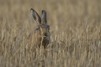 European brown hare (Lepus europaeus) adult animal feeding on a wheat sheath in a farmland stubble