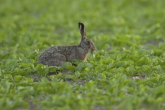European brown hare (Lepus europaeus) adult animal feeding in a sugar beet crop in a farmland field