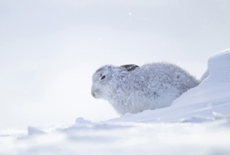 Mountain hare (Lepus timidus) adult animal in its white coat in snow on a mountain in winter,