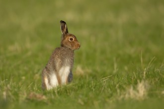 Mountain hare (Lepus timidus) adult animal in its summer coat in a upland grass meadow, Scotland,