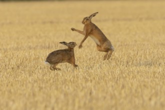 European brown hare (Lepus europaeus) two adult animals hares boxing fighting in a farmland stubble