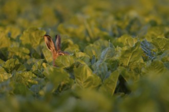 European brown hare (Lepus europaeus) adult animal in a sugar beet crop in a farmland field in