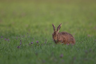 European brown hare (Lepus europaeus) adult animal in a farmland cereal crop field in spring,