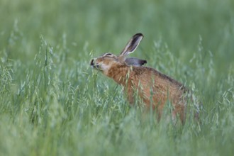 European brown hare (Lepus europaeus) adult animal feeding in a farmland oat cereal field in