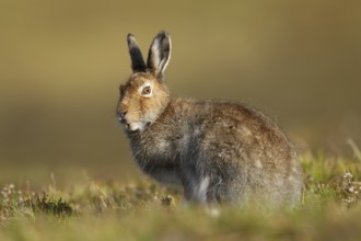 Mountain hare (Lepus timidus) adult animal in its summer coat on a hillside, Scotland, United