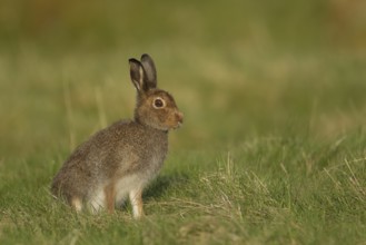 Mountain hare (Lepus timidus) adult animal in its summer coat on a upland meadow, The Highlands,