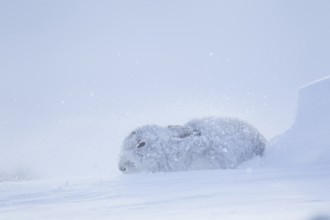 Mountain hare (Lepus timidus) adult animal in its form during a snow storm blizzard in winter,