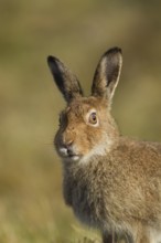 Mountain hare (Lepus timidus) adult animal in its summer coat head portrait, The Highlands,