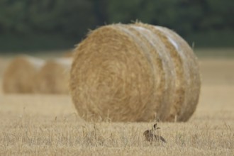 European brown hare (Lepus europaeus) adult animal in a farmland stubble field with a straw or hay