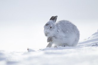 Mountain hare (Lepus timidus) adult animal in its white coat in snow on a mountain in winter,