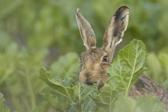 European brown hare (Lepus europaeus) adult animal feeding on a sugar beet crop in a farmland field
