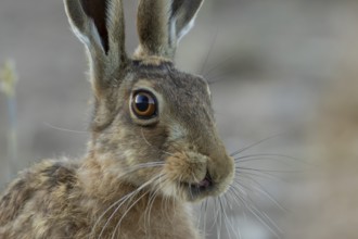 European brown hare (Lepus europaeus) adult animal head portrait in summer, Suffolk, England,