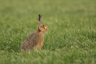 European brown hare (Lepus europaeus) adult animal in a farmland cereal field in spring, Norfolk,