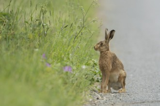 European brown hare (Lepus europaeus) adult animal on a country road in summer, Suffolk, England,
