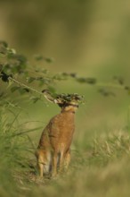 European brown hare (Lepus europaeus) adult animal feeding on a bramble plant in summer, Norfolk,