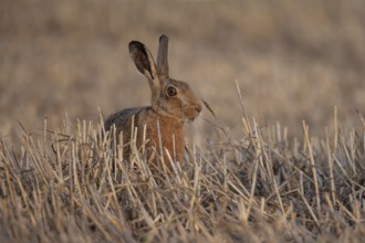 European brown hare (Lepus europaeus) adult animal in a farmland stubble field in summer, Suffolk,