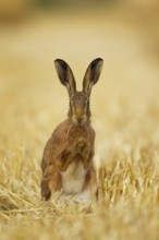 European brown hare (Lepus europaeus) adult animal in a farmland stubble field in summer, Norfolk,