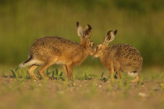 European brown hare (Lepus europaeus) two adult animals hares in love kissing in a farmland maize