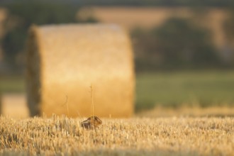 European brown hare (Lepus europaeus) juvenile baby leveret animal in a farmland stubble field with