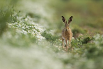 European brown hare (Lepus europaeus) adult animal in a field amongst mayweed flowers in summer,