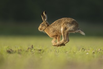 Brown hare Lepus europaeus adult running across a farmland field, Norfolk, England, United Kingdom