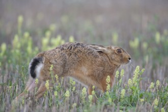 European brown hare (Lepus europaeus) adult animal stretching in a farmland stubble field amongst