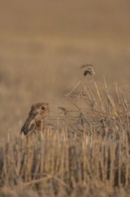 European brown hare (Lepus europaeus) adult animal feeding on a wheat sheath in a farmland stubble