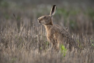 European brown hare (Lepus europaeus) adult animal feeding in a farmland stubble field in summer,