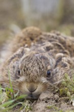European brown hare (Lepus europaeus) juvenile baby leveret animal resting in a field in spring,