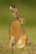 European brown hare (Lepus europaeus) adult animal in a farmland maize field in summer, Norfolk,